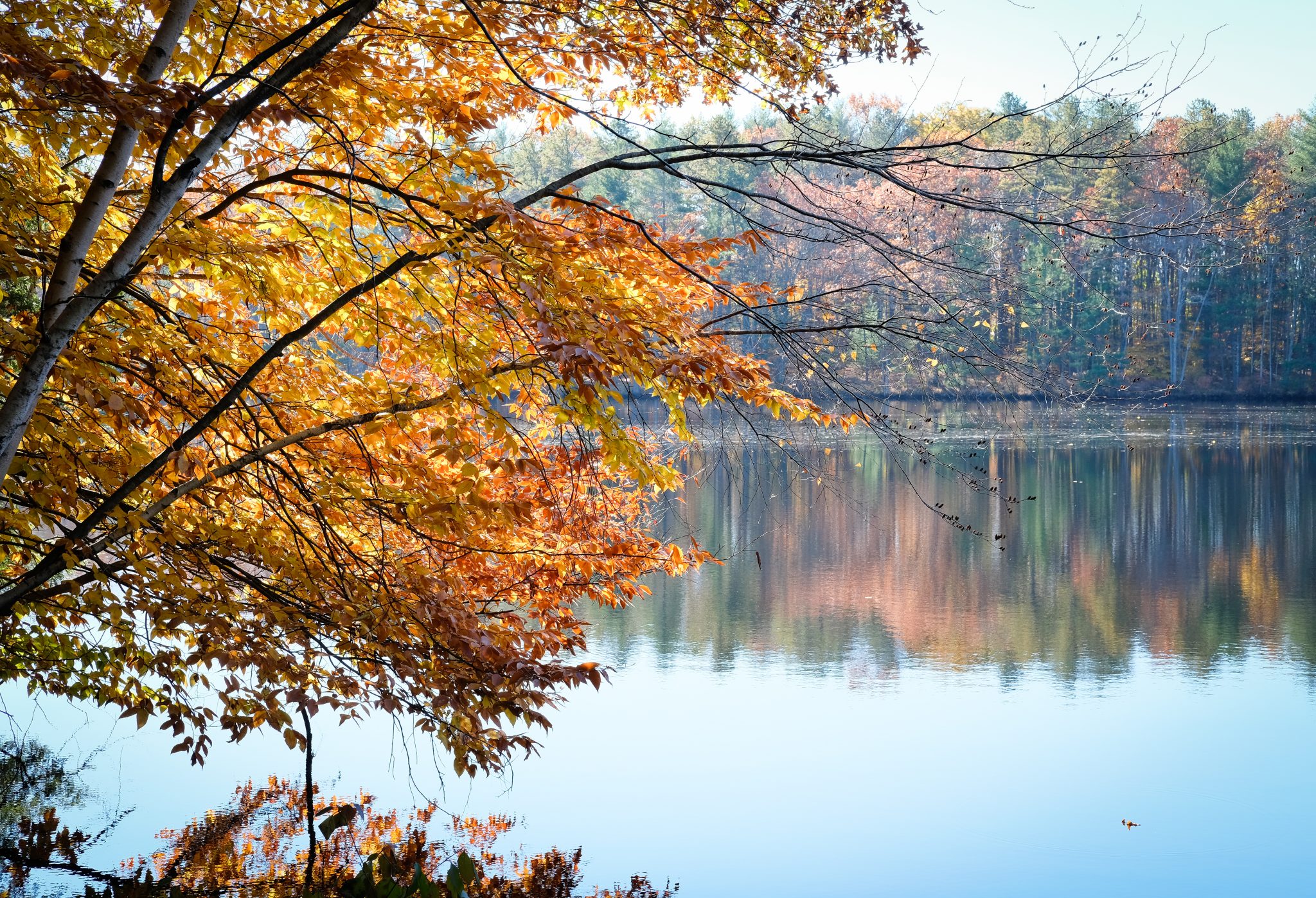 Newichawannock Woods - Great Works Regional Land Trust