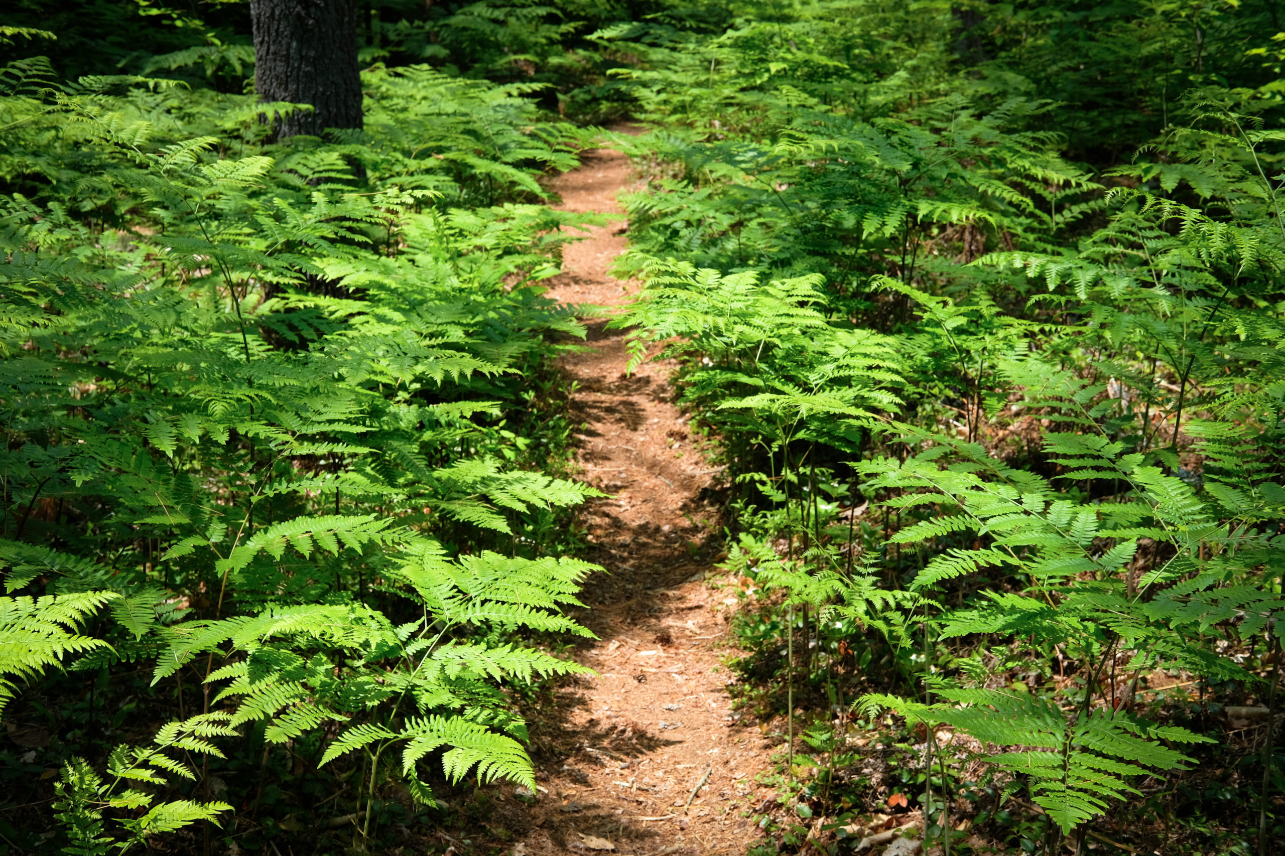 Verdant ferns line the hiking trail of Grants Meadow at Beaver Dam Heath.