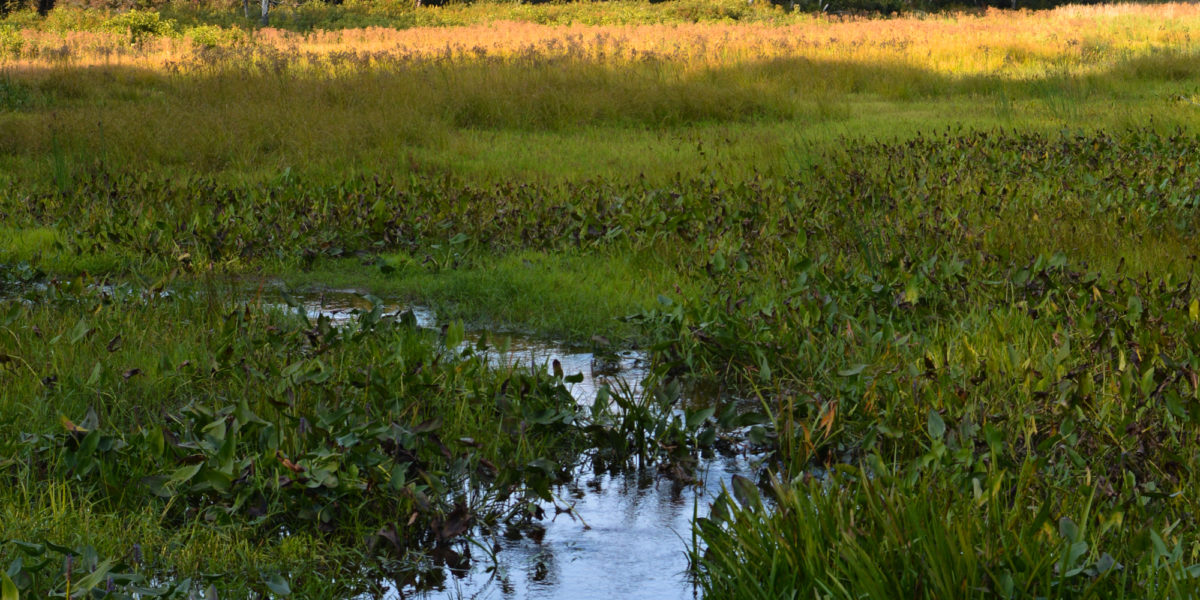Photo & Naturalist Walk at Keay Brook Preserve with Kate Wilcox