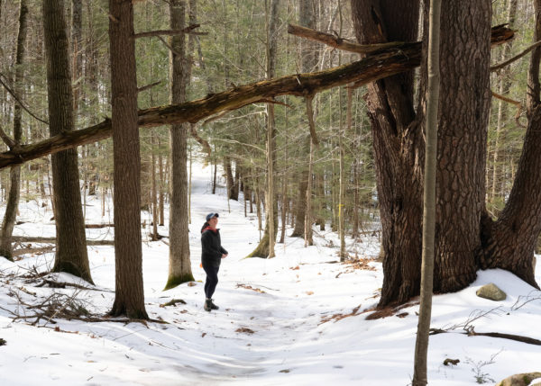 Snow blankets the Hemlock Trail at Goodwin Forest.