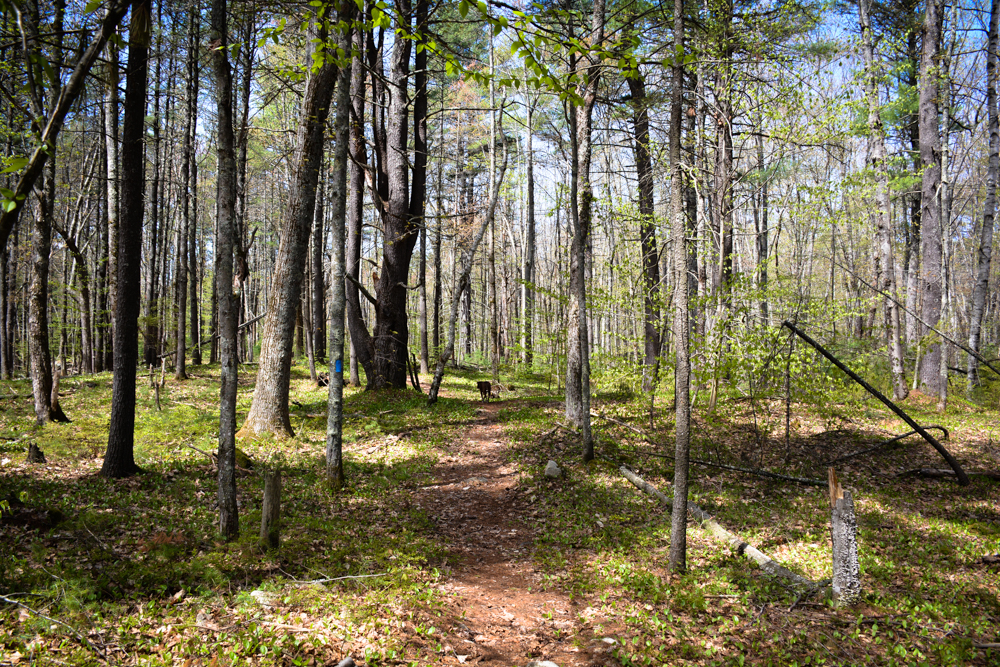 Tatnic Woods Preserve - Great Works Regional Land Trust