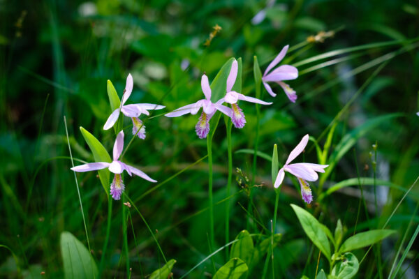 Photograph of a few rose pogonia at the Tuckahoe Preserve.