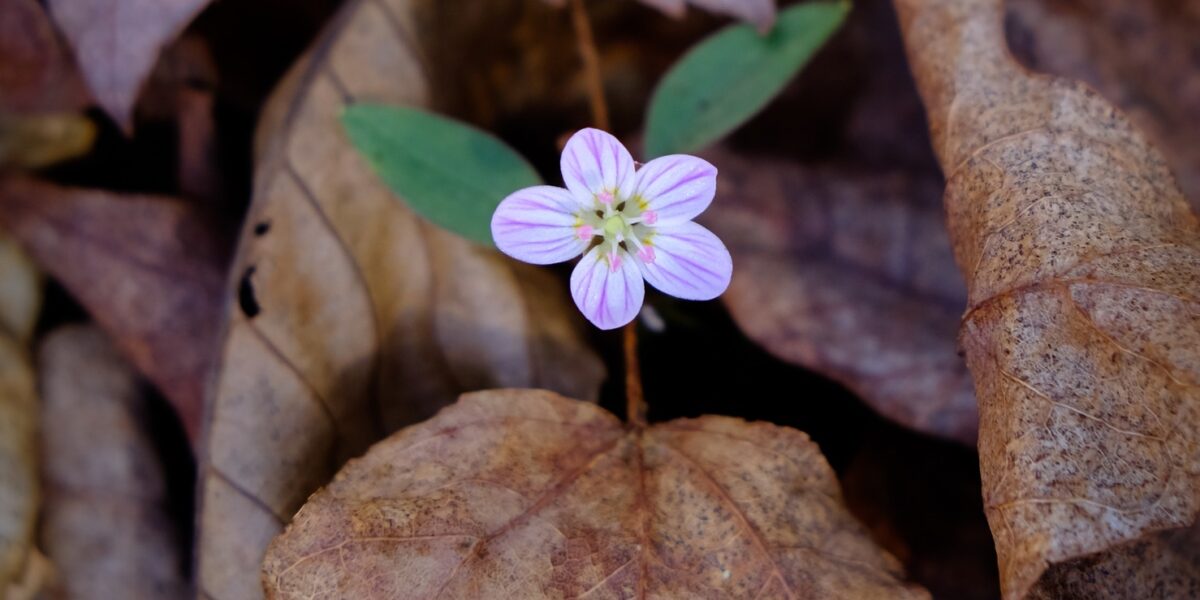 Starting Native Plants from Seed: A Workshop w/ Ginger Laurits