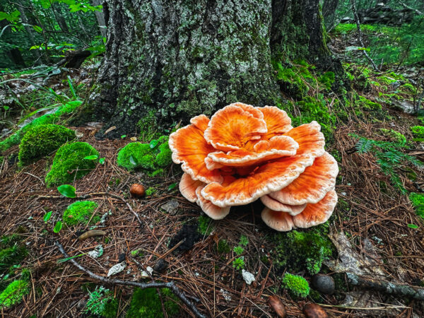 Vibrant orange mushroom blooming from the base of an oak tree.
