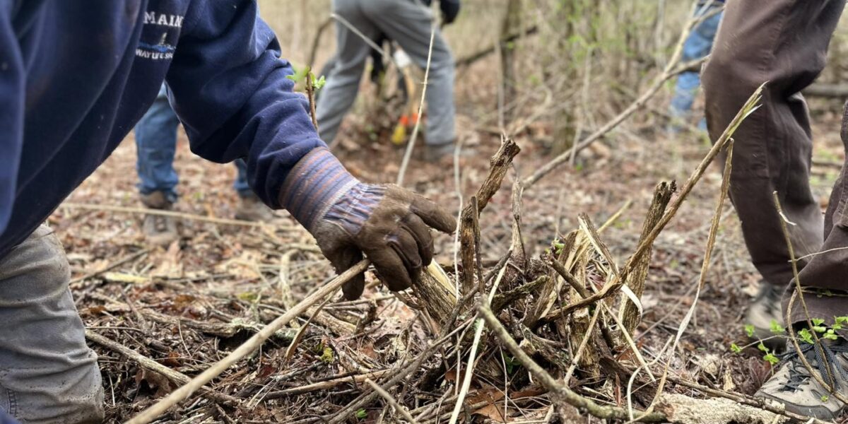 Stewardship Workday: Beach Plum Farm