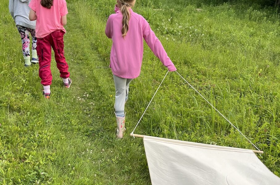 Citizen Science Tick Drag for Youth