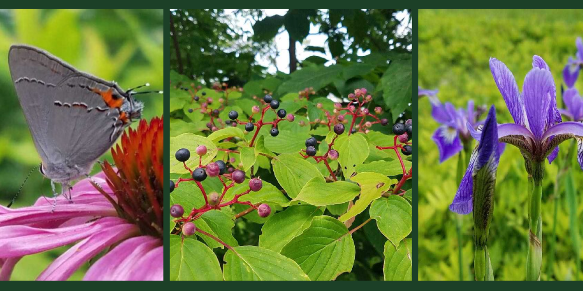 From Yard to Habitat