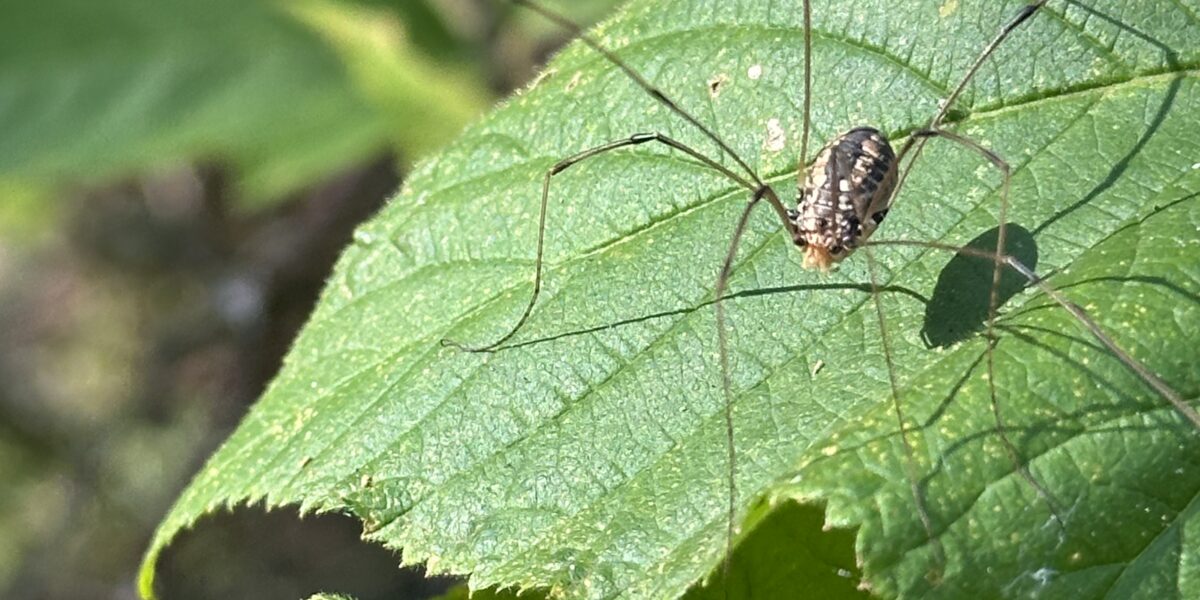 Devil’s Den Critter Crawl: Bauneg Beg Mountain Conservation Area North with Sue Pike
